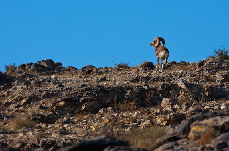 Argali